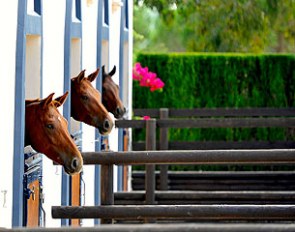The beautiful Es Fangar stud in Mallorca
