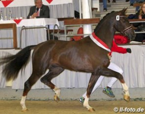 Ben Benicio at the 2015 Westfalian Stallion Licensing :: Photo © LL-foto