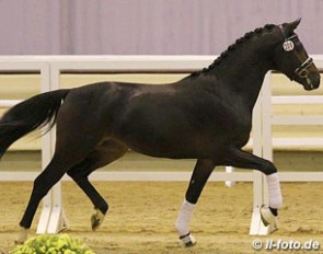 The Franziskus x Rock Forever candidate for the 2015 Westfalian Stallion Licensing :: Photo © LL-foto