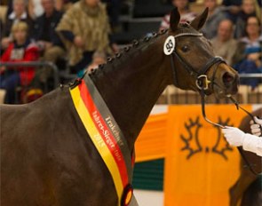 Heavenly Brown, Trakehner Mare of the Year 2015 :: Photo © Stefan Lafrentz