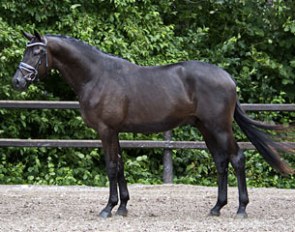 Helium (by Millennium x Induc) is a strong contender at the 2015 Trakehner Stallion Licensing in Neumunster, Germany, this week