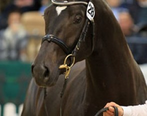 Licensed stallion Intariso (by Ovaro x Glanzlicht)