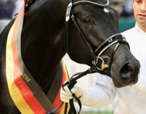 Perpignan Noir, the champion of the 2015 Trakehner Stallion Licensing :: Photo © Stephan Bischoff