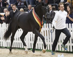 Perpignan Noir, the 2015 Trakehner Licensing Champion, became the top seller at the auction, switching owners for 340,000 euro
