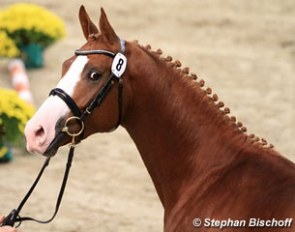 Licensed stallion Pokerface (by Elfado x Herzruf)