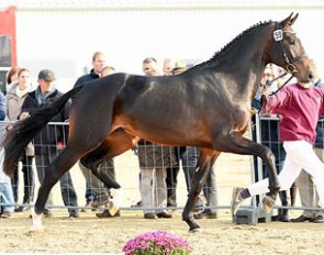 Tocanto (by Totilas x Canturo) was approved for breeding at the 2015 Holsteiner Stallion Licensing :: Photo courtesy Holsteiner Verband