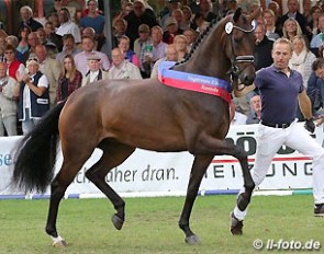 Johannes Westendarp running the lap of honour with his champion mare Fiesta Danza (by Furstenball x Weltmeyer x Ludendorff) :: Photo © LL-foto
