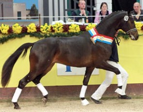 The champion (by Furst Heinrich x Sir Donnerhall) of the 2015 Mecklenburg Stallion Licensing :: Photo © Jutta Wego