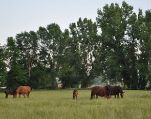 The lush fields for the broodmares and foals at Fonte Abeti in Sansepolcro, Italy