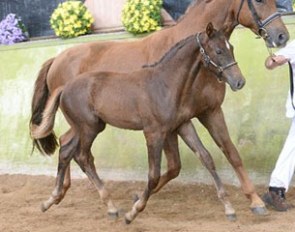 Briseis d'Arion (by Benicio) wins the Filly division at the 2015 French Foal Championships