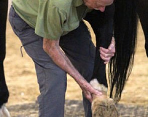 Dr. Ridgway ​examining the hind feet of a PSG-horse which Manolo later trimmed