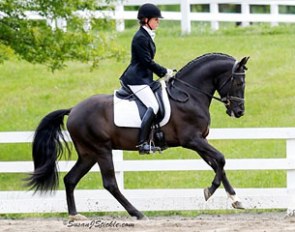 The 6-year old PRE stallion Aragon GAF (by Invasor III) became the winner of the PRE Breed class at the 2015 Devon Breed Show :: Photo © Sue Stickle