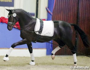 The Millennium x Fürst Heinrich owned by Mr. Ramsbrock :: Photo © LL-foto