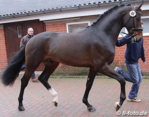 The Royal Doruto x Akribori x Akzent II colt at the pre-selection in Vechta on 20 January 2015 :: Photo © LL-foto