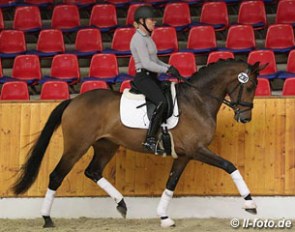 Emma Jane Blundell's VIP (by Vivaldi out of Furstenball's dam Maradonna (by Donnerhall x Classiker) at the 2015 Oldenburg Mare Performance Testing in Vechta :: Photo © LL-foto