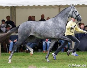 The For Romance x Sir Donnerhall I