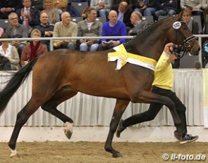 The Rocky Lee x Rouletto premium stallion that was the auction price highlight at the 2015 Hanoverian Stallion Licensing :: Photo © LL-foto