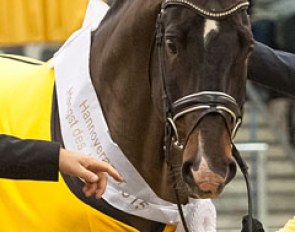 Stakkato Gold named the Hanoverian Stallion of the Year 2015 :: Photo © Kirsten Tilgner