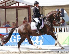 Blickfang HC at the 2015 Hanoverian Young Horse Championships :: Photo © LL-foto