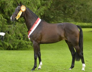 Vestervangs Delicious, the 2015 Danish Warmblood Elite Mare Champion :: Photo © Ridehesten