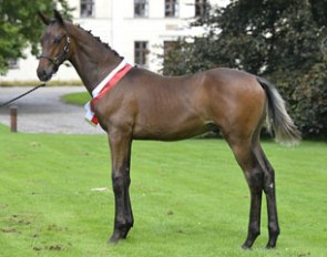 Tophojs Tebaldo became the price highlight of the 2015 Danish warmblood elite foal auction :: Photo © Ridehesten