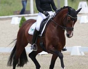 Stanford, Rhinelander stallion by Sir Donnerhall x Diamond Hit - Rider: Dorothee Schneider