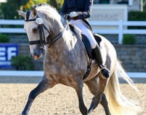 Young Rider Kerrigan Gluch and Vaquero HGF at the 2015 U.S. Dressage Championships :: Photo © Sue Stickle