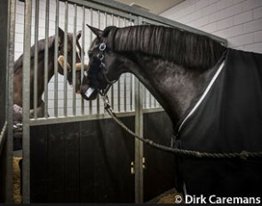 Painted Black greets Valegro before their flight to Las Vegas :: Photo © Dirk Caremans