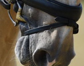 Tight nosebands also in Zeiskam