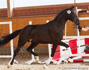 Cat nr 44 by Quantensprung x Fidertanz x Hohenstein at the 2016 Hanoverian pre-selection in Barver :: Photo © Christina Beuke