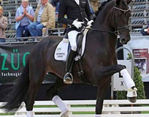 Lukas Fischer and Daytona Platinum at the 2016 Bundeschampionate :: Photo © LL-foto