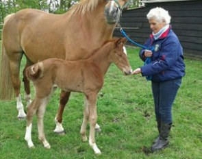 Maartje Hanse with Lelegro, full brother to Valegro