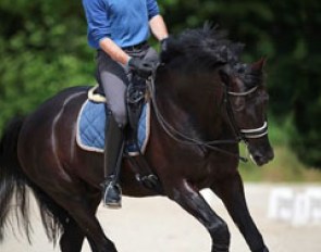 Tom Heylen schooling Jar of Ballmore at the 2016 CDIO Compiegne :: Photo © Astrid Appels