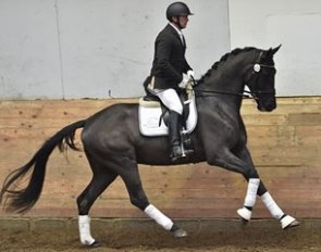 Thybo's Laban :: Photo © Ridehesten