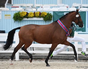 Stenagers Welina named Grand Champion of the 2016 Devon Breed Show :: Photo © Hoof Print Images
