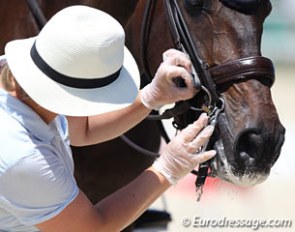 FEI Steward carrying out a bit check at the 2016 European Junior/Young Riders Championships :: Photo © Astrid Appels