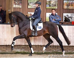 Inclusive at the 2016 KWPN Autumn Stallion Performance Test in Ermelo :: Photo © Anniek van Schaik