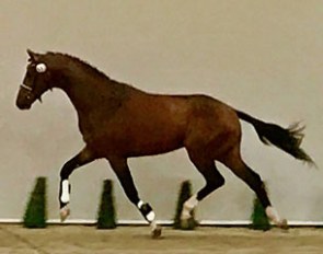 Justus de Jeu (by Johnson x Florencio) at today's KWPN licensing pre-selection day