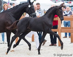Le Formidable (by Bordeaux x Ferro) became the 2016 KWPN Foal Champion :: Photo © Digishots