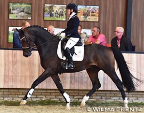 Jennifer Sekreve and Il Divo at the saddle presentation for the 2016 KWPN Autumn Stallion Performance Testing :: Photo © Wilma Frentz