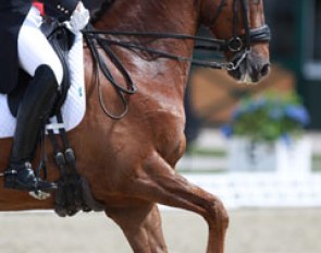 Alex Hardwick's Donauwein (by Don Vino x Brentano II). His full brother Donaublick competed with Austrian Tatjana Svehla at the same Under 25 Championships