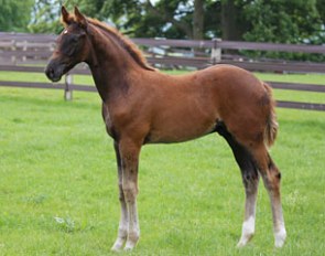 MSJ Benchmark (by Bordeaux x Dacaprio x Gluckspilz) will be on offer on the 2016 MSJ Sale Day