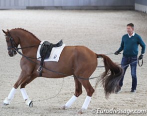 Franke Sloothaak working Ulli Kasselmann's Dolby Surround on the double lunge line at the 2016 Global Dressage Forum :: Photo © Astrid Appels