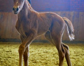 Dignidad (by Dreamboy x Don Frederico x Warkant) :: Photo © B Roth