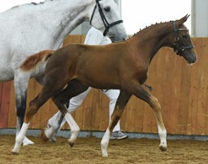 Headmore Valentina, top scoring filly at the 2016 BEF Futurity :: Photo © Kevin Sparrow