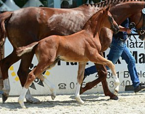 The Dancier x Brentano II who won the colt division at the 2016 Hagen Foal Show at Hof Kasselmann.  His breeder and owner is Helga Schwätzler :: Photo © Feldhaus