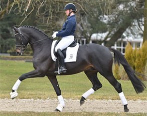 Sir Sansibar (by Millennium x Cadeau)