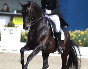 Daniel Bachmann Andersen on the popular Hanoverian stallion Hotline (by Hofrat x De Niro). The stallion looked a bit disgruntled but Daniel presented him well. He could be more elastic overall & sit more in piaffe but the passage was good