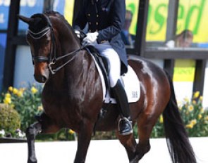 Australian Mary Hanna made her European CDI Grand Prix debut on her developing GP horse Boogie Woogie after campaigning him in Australia at that level at the CDi's Boneo and Werribee since January 2016.