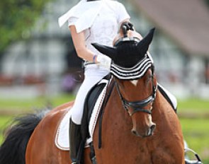 German Caroline Locklair warming up Coop Royal for the Children's Nations' Cup at the 2016 CDIO-PJYR Hagen :: Photo © Astrid Appels